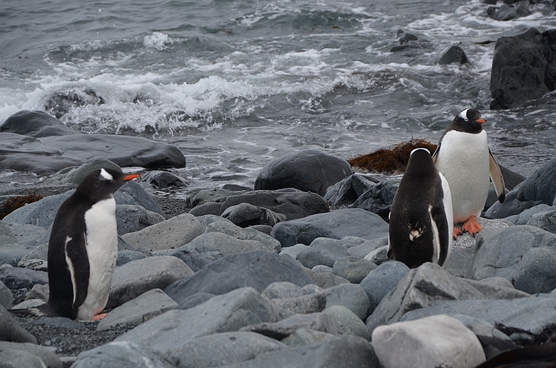 197_Antarctica_Peninsula_Robert_Island_Eselspinguin.JPG