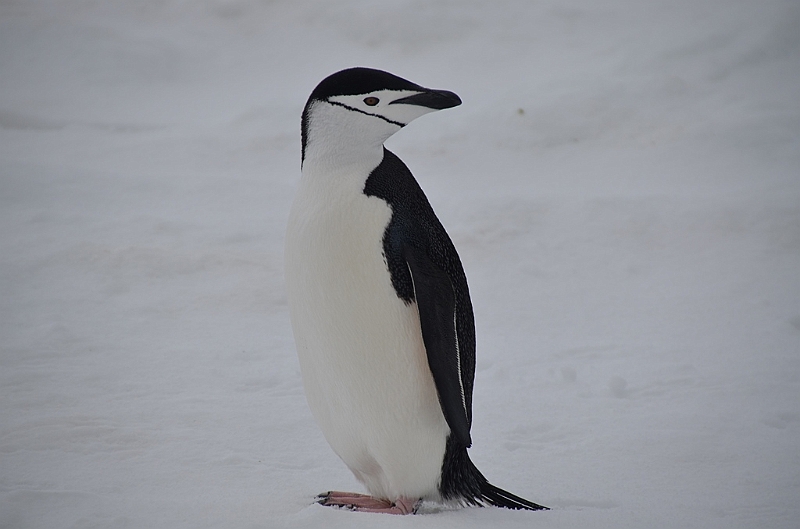 201_Antarctica_Peninsula_Robert_Island_Zuegelpinguin.JPG