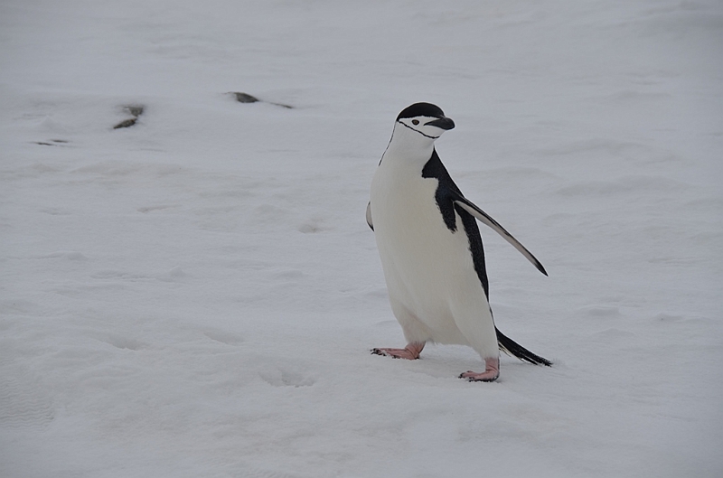 203_Antarctica_Peninsula_Robert_Island_Zuegelpinguin.JPG