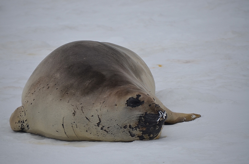 216_Antarctica_Peninsula_Robert_Island_Elephantseal.JPG