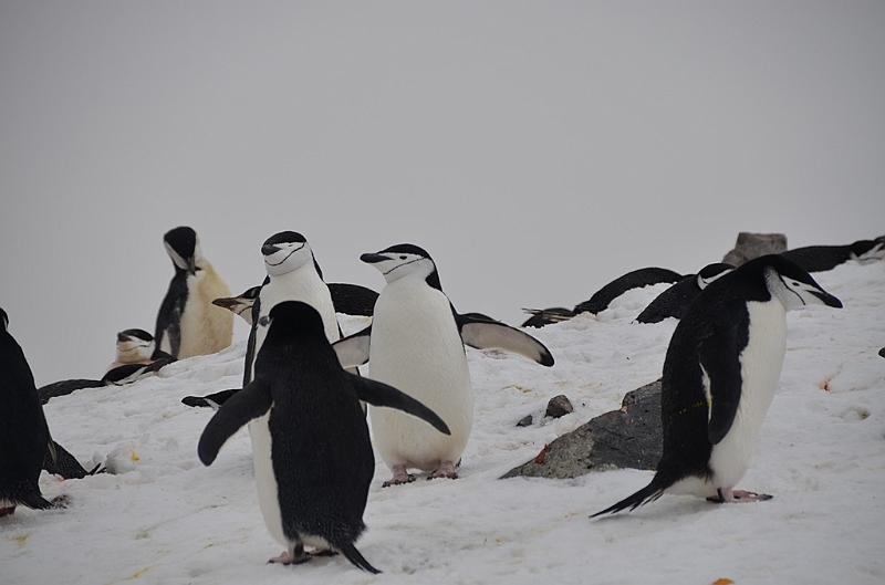 221_Antarctica_Peninsula_Robert_Island_Zuegelpinguin.JPG