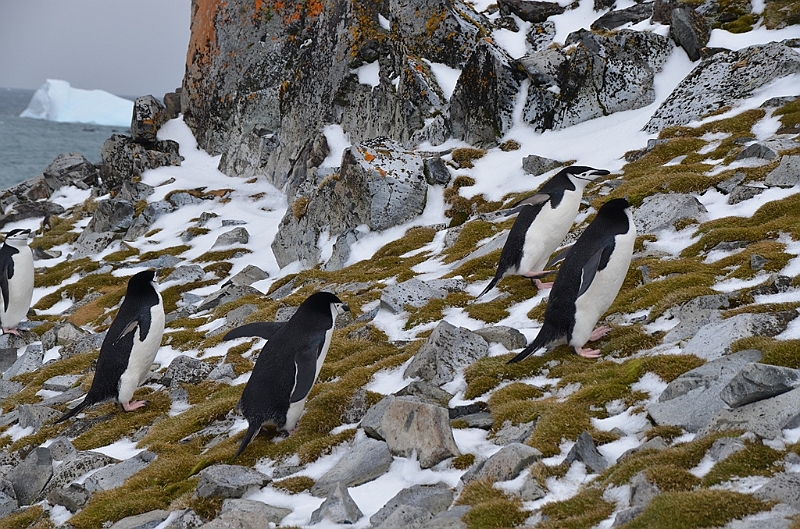 223_Antarctica_Peninsula_Robert_Island_Zuegelpinguin.JPG