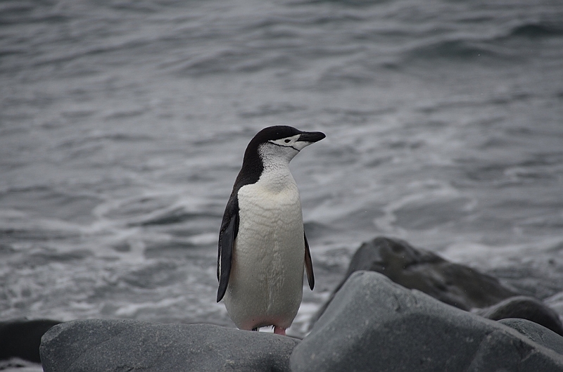 235_Antarctica_Peninsula_Robert_Island_Zuegelpinguin.JPG
