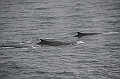 015_Antarctica_Peninsula_Fin_Whale