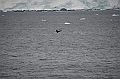 084_Antarctica_Peninsula_Gerlache_Strait_Humpback_Whale