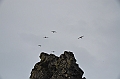 229_Antarctica_Peninsula_Robert_Island