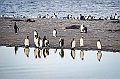 166_Best_of_Antarctica_Ponant