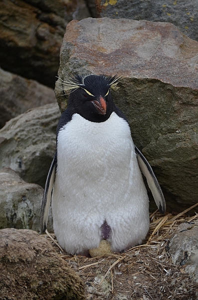 070_Falkland_Islands_New_Island_Felsenpinguin.JPG