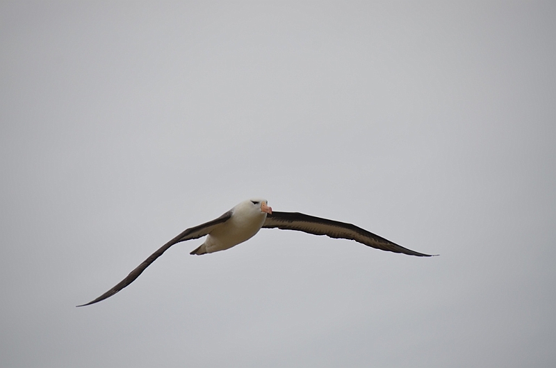 087_Falkland_Islands_New_Island_Albatros.JPG