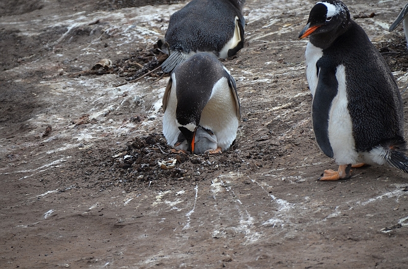 097_Falkland_Islands_Grave_Cove_Eselspinguin.JPG
