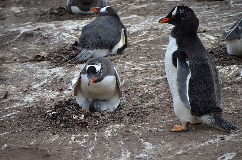 098_Falkland_Islands_Grave_Cove_Eselspinguin.JPG