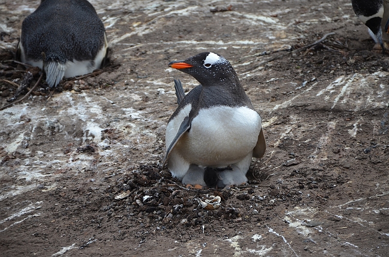 099_Falkland_Islands_Grave_Cove_Eselspinguin.JPG
