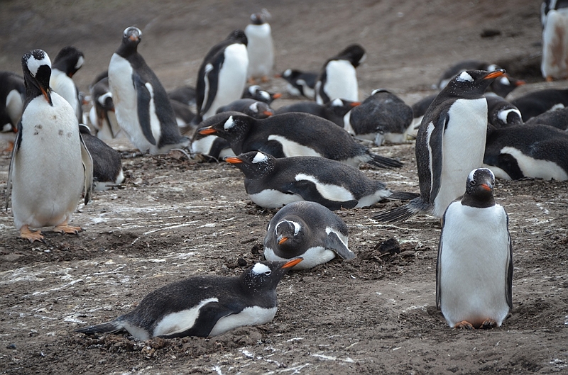 103_Falkland_Islands_Grave_Cove_Eselspinguin.JPG