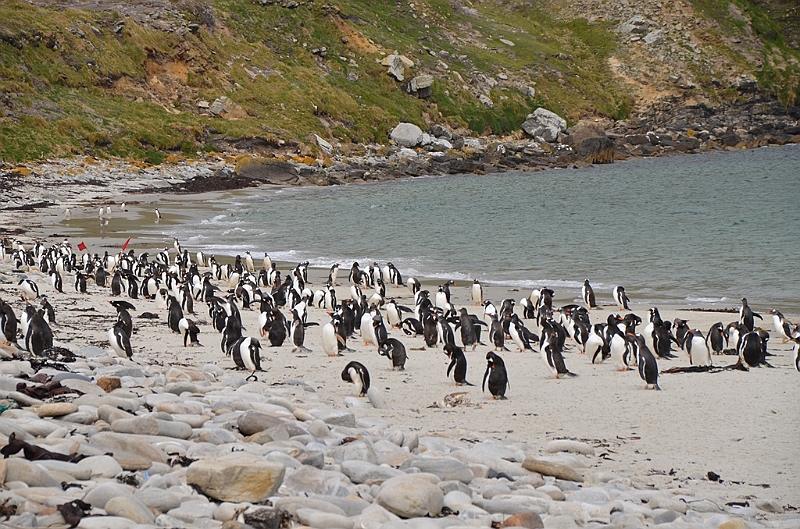 111_Falkland_Islands_Grave_Cove_Eselspinguin.JPG