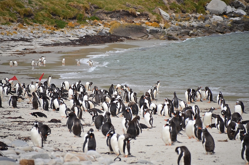 113_Falkland_Islands_Grave_Cove_Eselspinguin.JPG