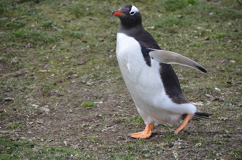 130_Falkland_Islands_Grave_Cove_Eselspinguin.JPG