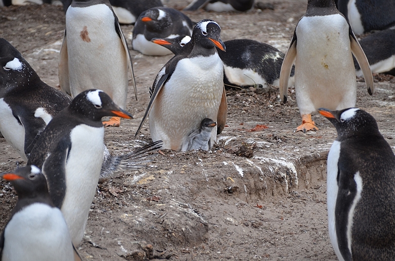 131_Falkland_Islands_Grave_Cove_Eselspinguin.JPG