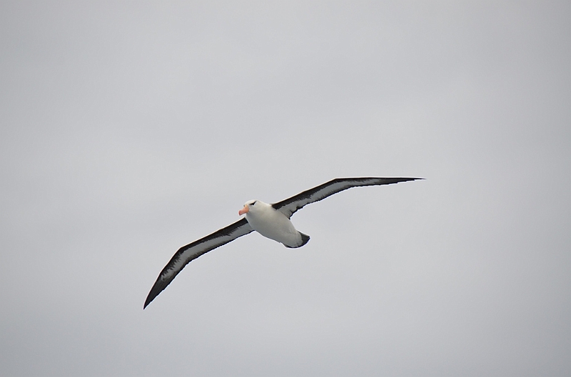 174_Falkland_Islands_Albatros.JPG