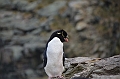 066_Falkland_Islands_New_Island