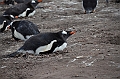 096_Falkland_Islands_Grave_Cove_Eselspinguin
