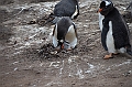 097_Falkland_Islands_Grave_Cove_Eselspinguin