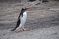 109_Falkland_Islands_Grave_Cove_Eselspinguin