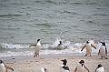 119_Falkland_Islands_Grave_Cove_Eselspinguin