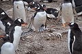 131_Falkland_Islands_Grave_Cove_Eselspinguin