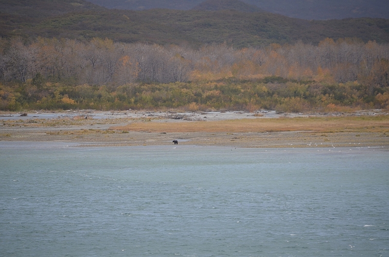 212_USA_Alaska_Katmai_NP_Brown_Bear.JPG