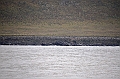 042_USA_Alaska_St_Georges_Island_Seals