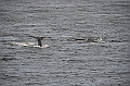 109_USA_Alaska_Unalaska_Island_Humpback_Whale