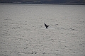 126_USA_Alaska_Unalaska_Island_Humpback_Whale