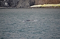 125_Arctic_Russia_Cape_Dezhnev_Grey_Whale