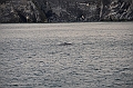 126_Arctic_Russia_Cape_Dezhnev_Grey_Whale