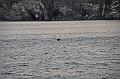127_Arctic_Russia_Cape_Dezhnev_Grey_Whale
