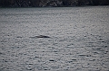 129_Arctic_Russia_Cape_Dezhnev_Grey_Whale