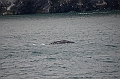 130_Arctic_Russia_Cape_Dezhnev_Grey_Whale