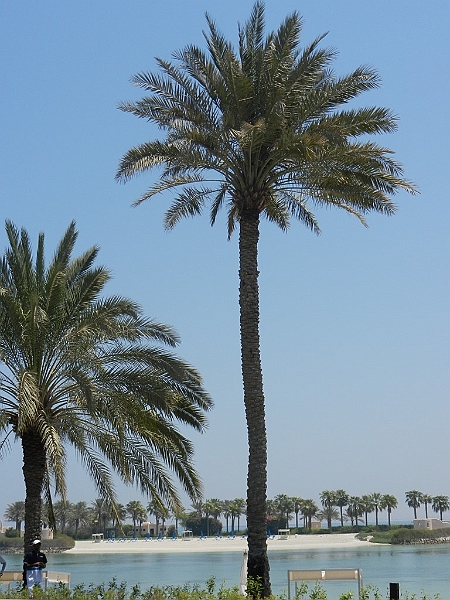 75_The_Ritz_Carlton_Bahrain.JPG - 