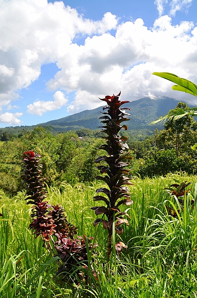 103_Bali_Jatiluwih_Ricefields.JPG