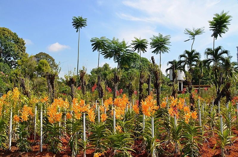 480_Kuala_Lumpur_Orchid_Garden.JPG