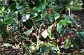 077_Bali_Coffee_Plantation