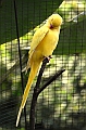 449_Kuala_Lumpur_Bird_Park