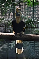 453_Kuala_Lumpur_Bird_Park