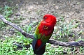 455_Kuala_Lumpur_Bird_Park