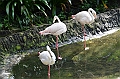 462_Kuala_Lumpur_Bird_Park