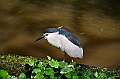 469_Kuala_Lumpur_Bird_Park