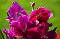 483_Kuala_Lumpur_Orchid_Garden