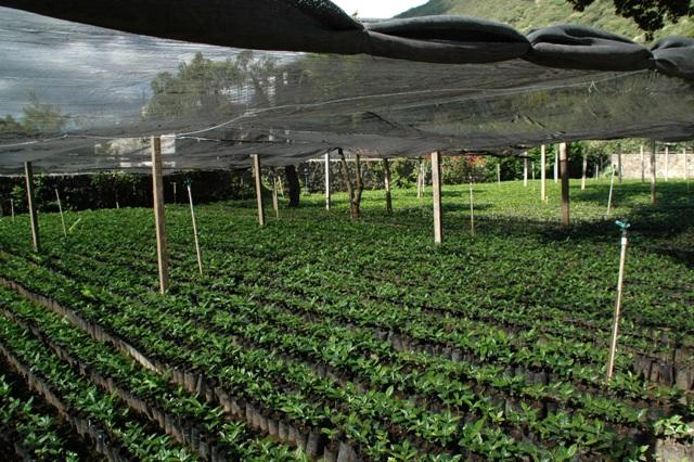 231_Guatemala_Antigua_R_Dalton_Coffee.JPG