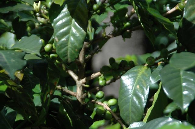 233_Guatemala_Antigua_R_Dalton_Coffee.JPG