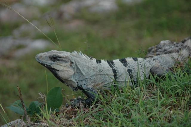 55_Mexico_Uxmal.JPG
